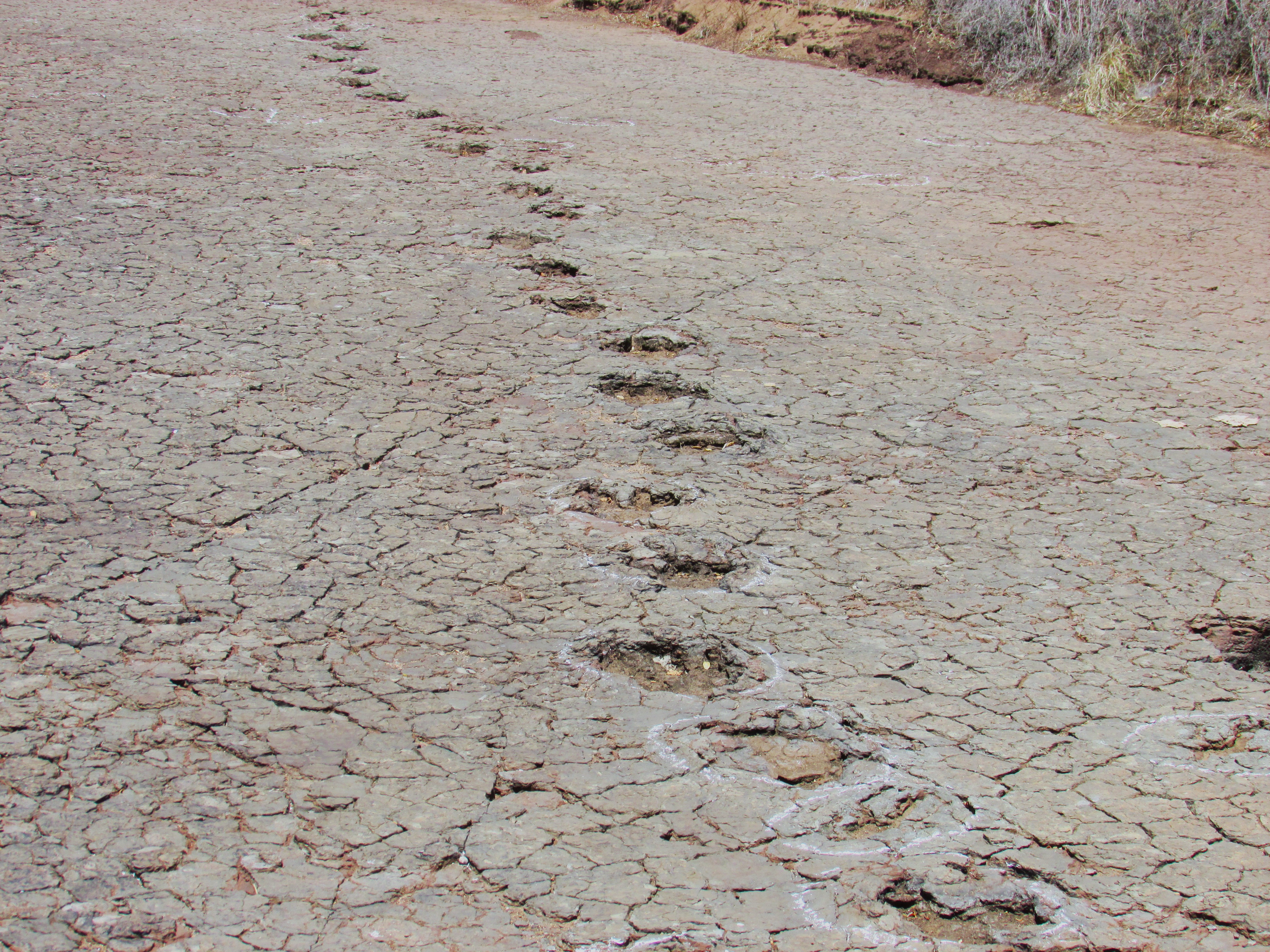 Tectonic plates beneath South America and Africa once connected. Dinosaur fossils prove it.