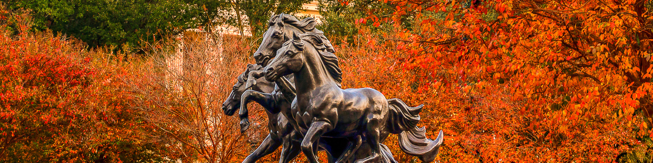 The Mustangs statue surrounded by the last remaining bits of autumn colors on a warm December afternoon.