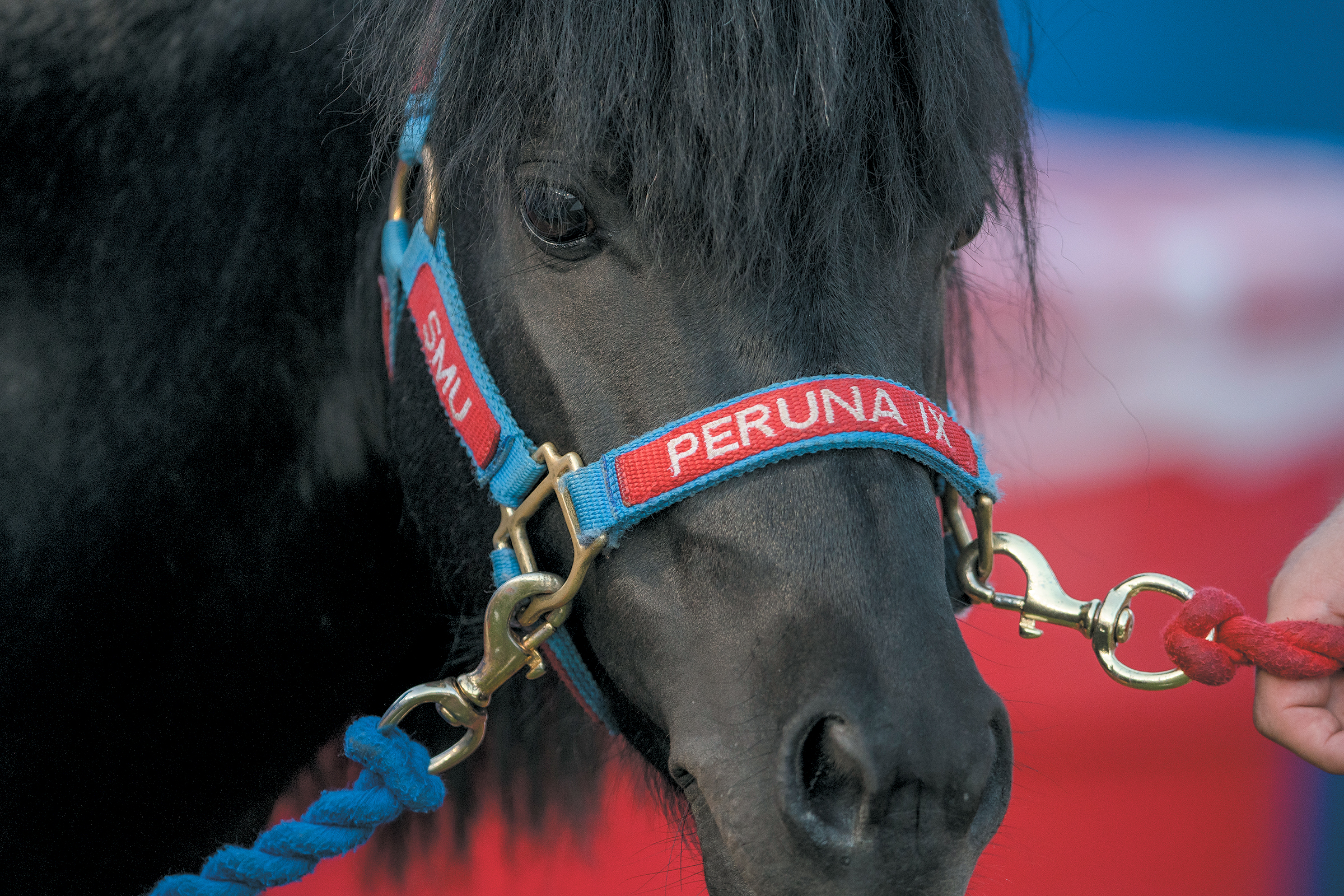 色花堂_色花堂 98堂 Peruna live mascot, a black pony